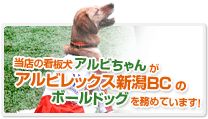 当店看板犬のアルビちゃんがアルビレックスのボール犬を務めています。