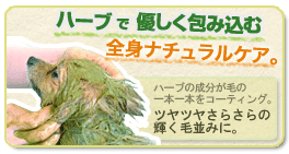 ビューティーハーブはこちらから