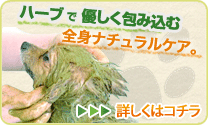 ビューティーハーブはこちらから