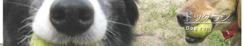 �h�b�O����