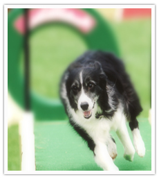 愛犬と一緒にスポーツを楽しみましょう