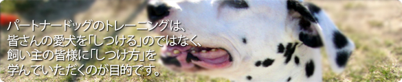 しつけ方教室 レッスンの紹介